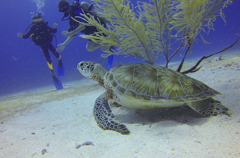 Scuba Diving Equipment
